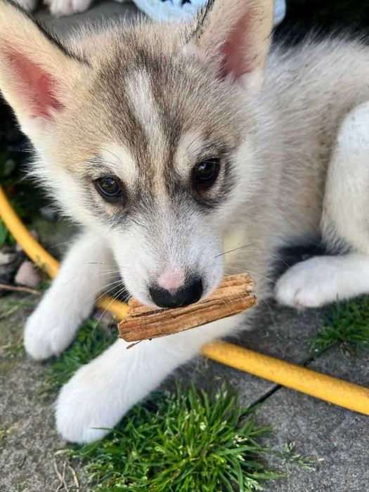 Husky Siberiano - LOP