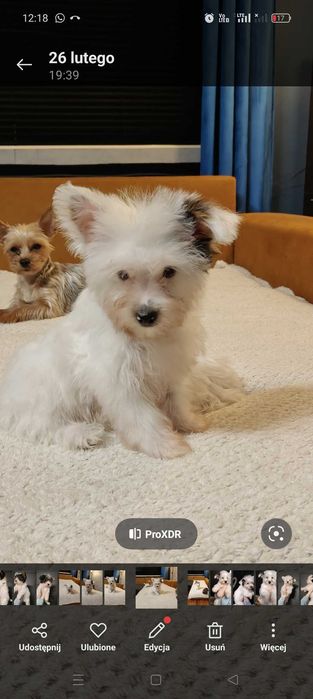 Śliczny chłopczyk york.