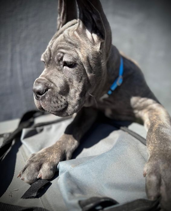 Cane Corso szczenię już do odbioru