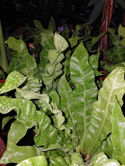 Asplenium "crispy wave" paproć gniazdowa  WYSYŁKA