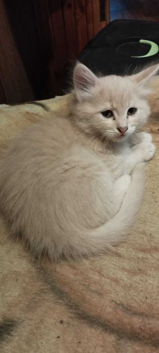 Віддам кошенят в добрі руки (Подільський район)