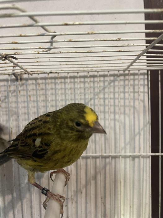 Canarios frisado do norte e Lizard