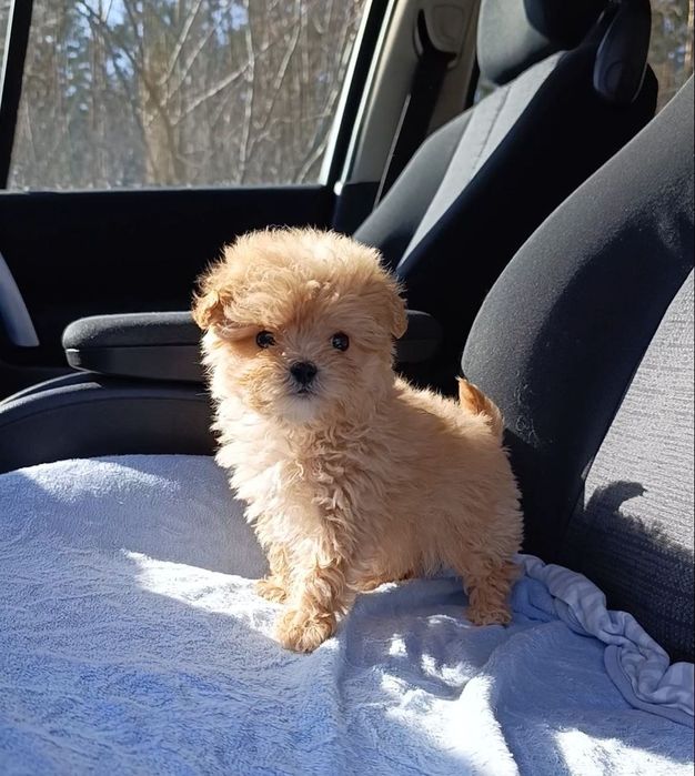 Микро мальтипу F1