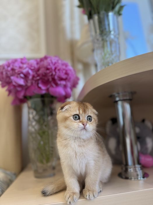 Шотландські Кошенята. Золота шиншила Фолд