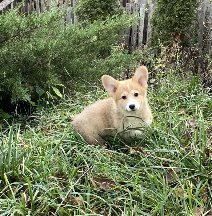 Вельш коргі пемброк бобтейл дівчинка