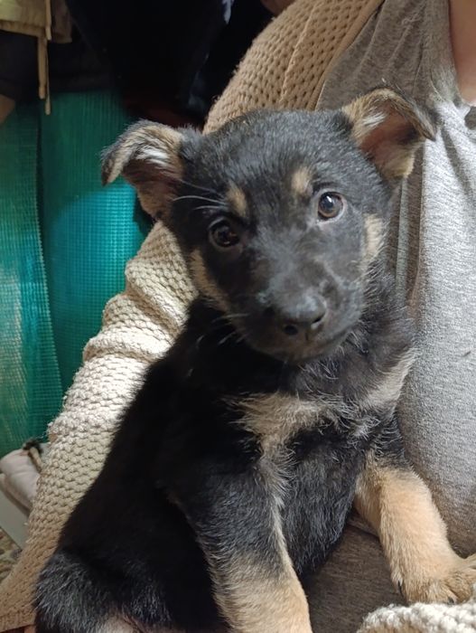 Отдам щенков в хорошие руки (бесплатно)