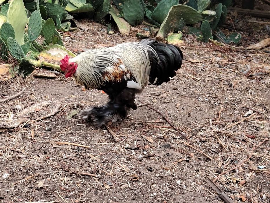 Galo Brahma x black