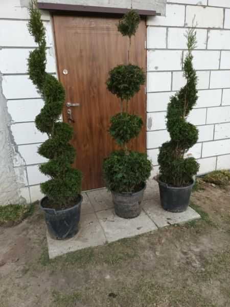 krzewy ozdobne, bonsai