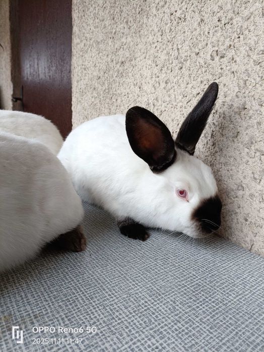 Króliki.3 samce.Kalifornijski Czarny. Z 07-2025