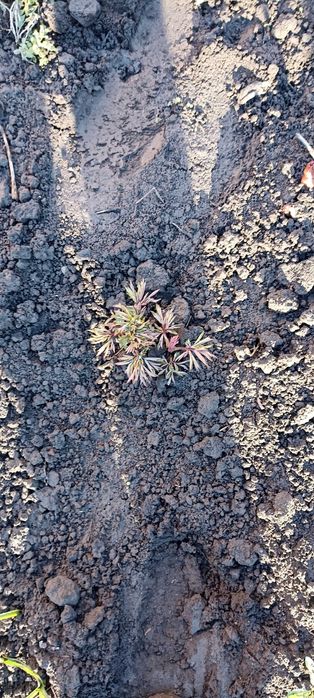 Продам квітку діцентру (розбите серце)