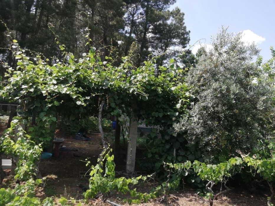 Quinta na Serra da Estrela