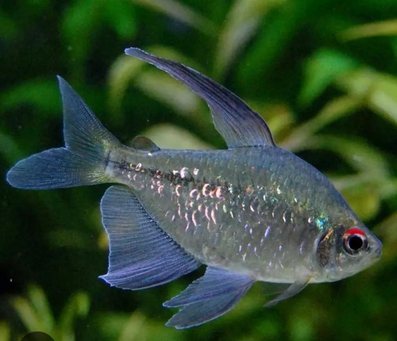 Błyszczyk brylantowy (tetra diamentowa)