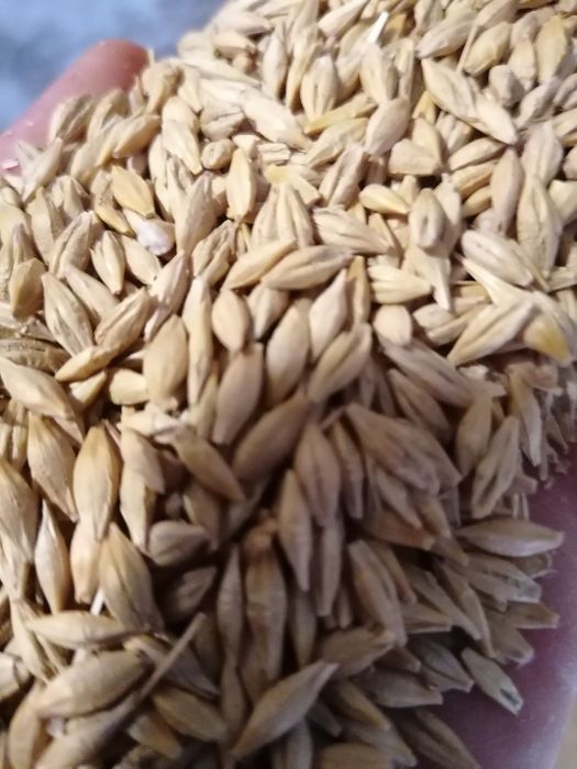 Jęczmień jary Rekrut. Zbiór 2025