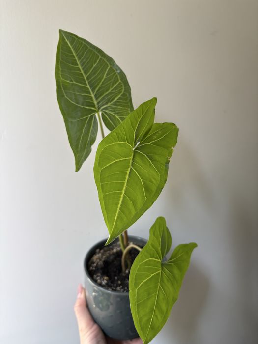 Syngonium Vellozianum Batik