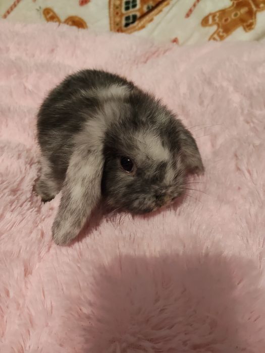 Sprzedam samiczkę mini lop