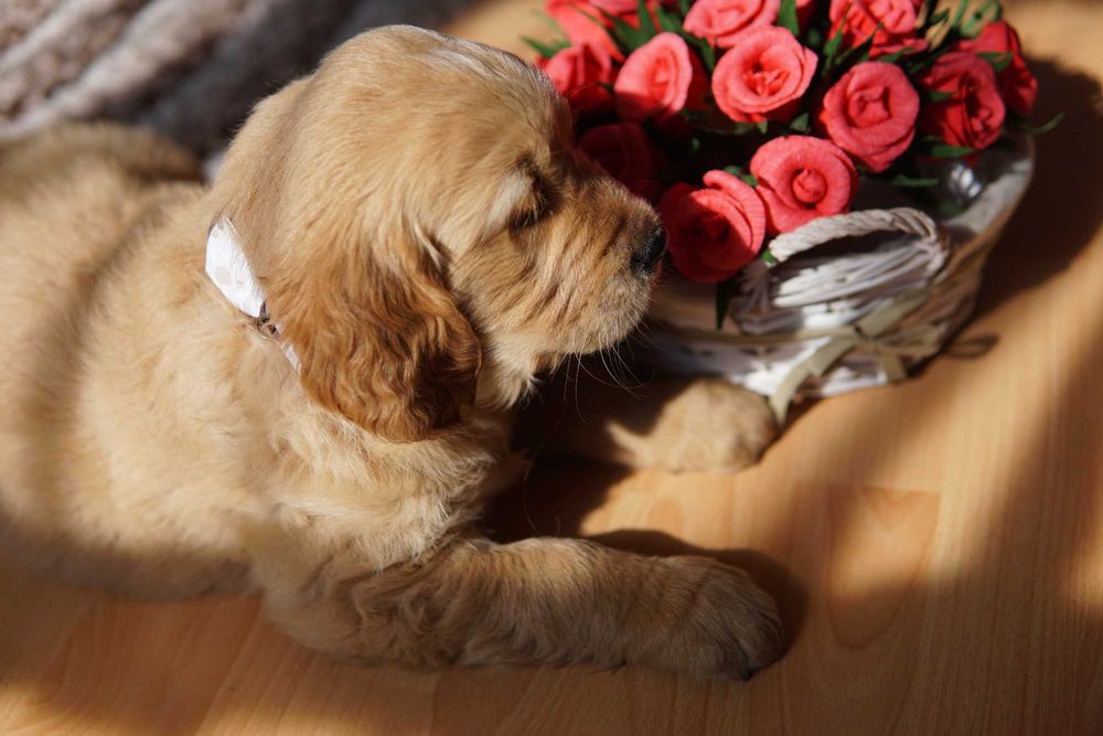 Suczka Golden Retriever