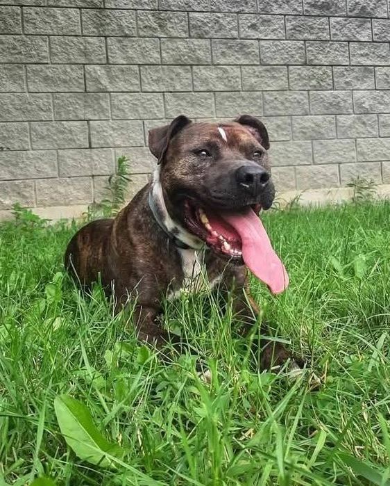 Zgrywusek szuka domu