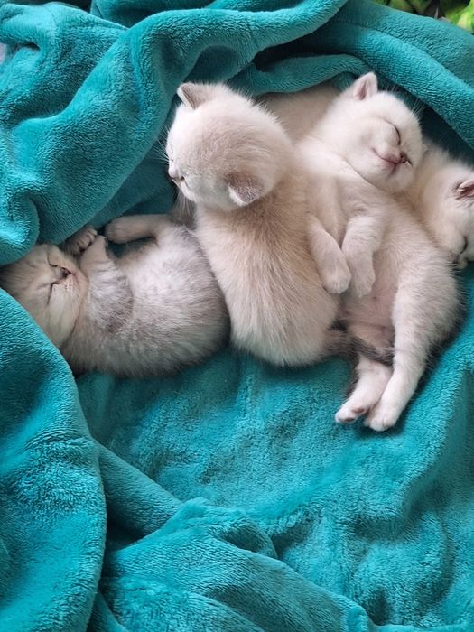 Шотландські кошенята