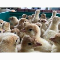 Індичата добові БІГ-6