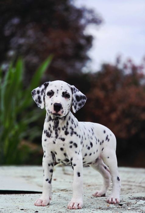Dalmata Fêmea Pronta para nova familia