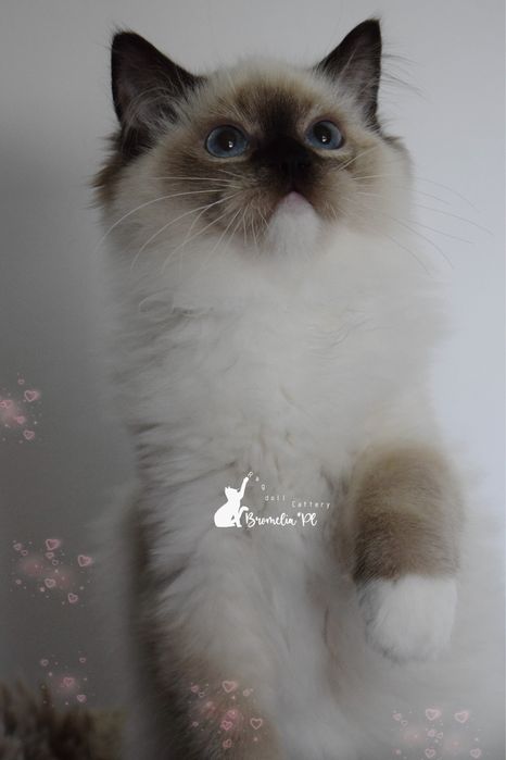 Koteczka Rqgdoll seal mitted
