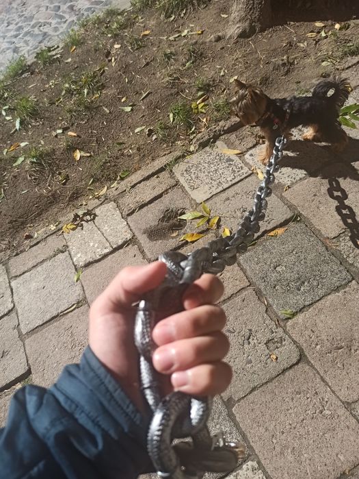 Цепь поводок подарок на новый год, Повідець ланцюг подарунок на Новий