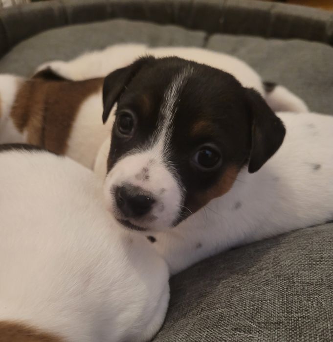 Jack Russell Terrier - suczki z domowej hodowli