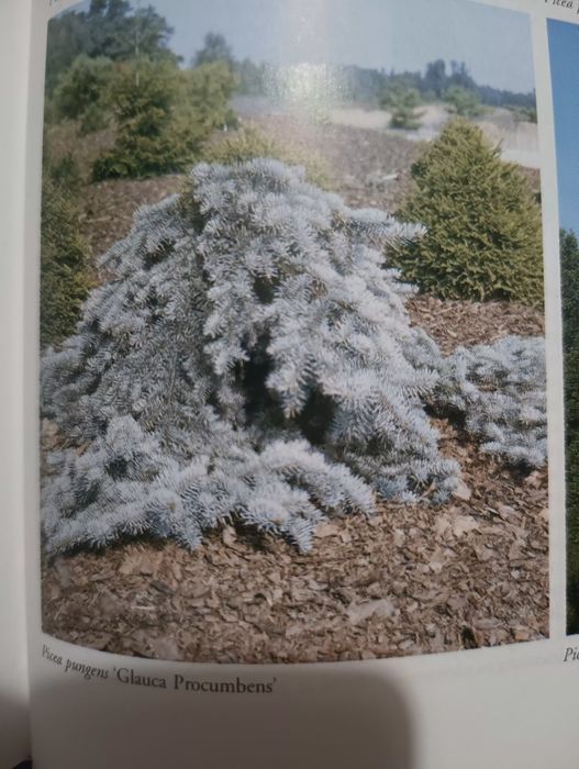 Iglaki leksykon -piekne zdjęcia