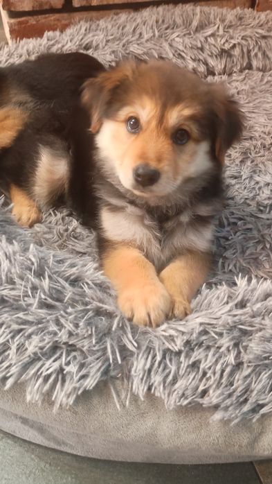 Beza młoda puchata dama do adopcji