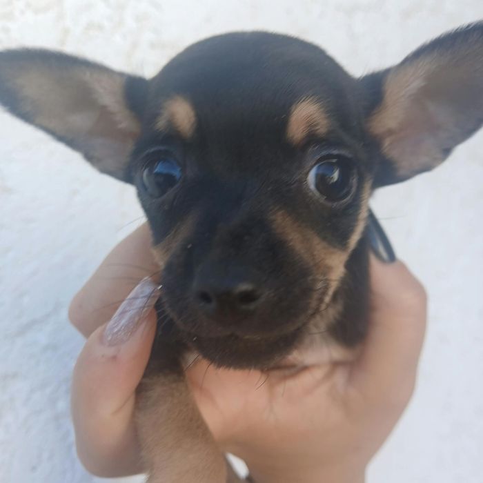 Pinscher miniatura