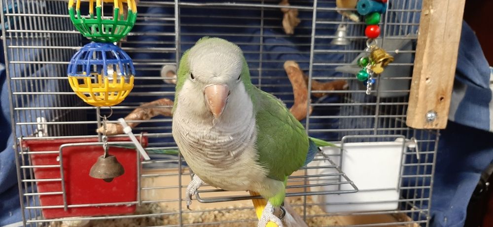 Присада, ігровий куточок, игровой уголок для папуг, пташок, 64×70×65