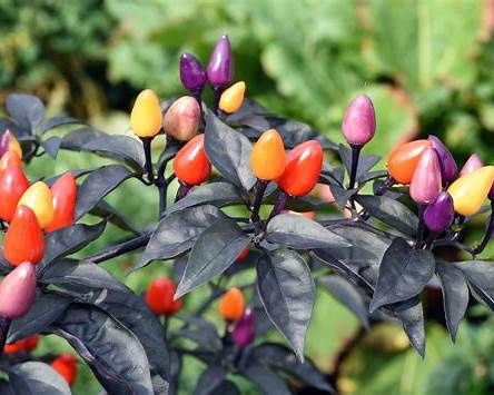 Sementes de Chili "Lila Luzi"/ "Lila Luzi" Chili Seeds