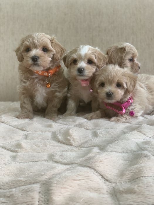 Мальтипу Maltipoo f1