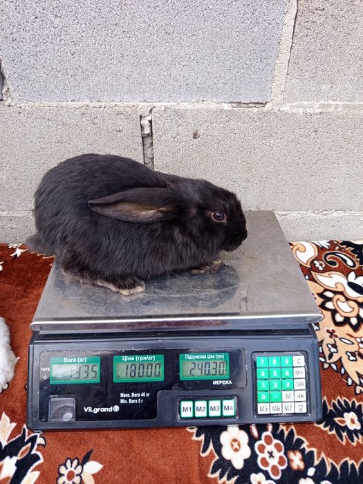 Кролі, робочі самці та молодняк