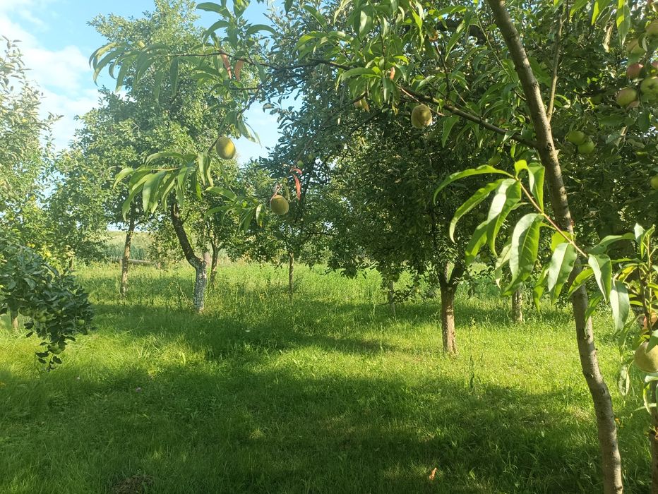 Продаж Дача МАЛЬОВНИЧЕ місце