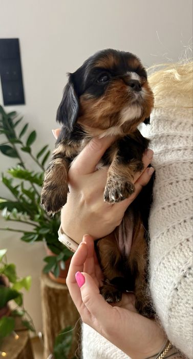 Cavalier king charles  spaniel