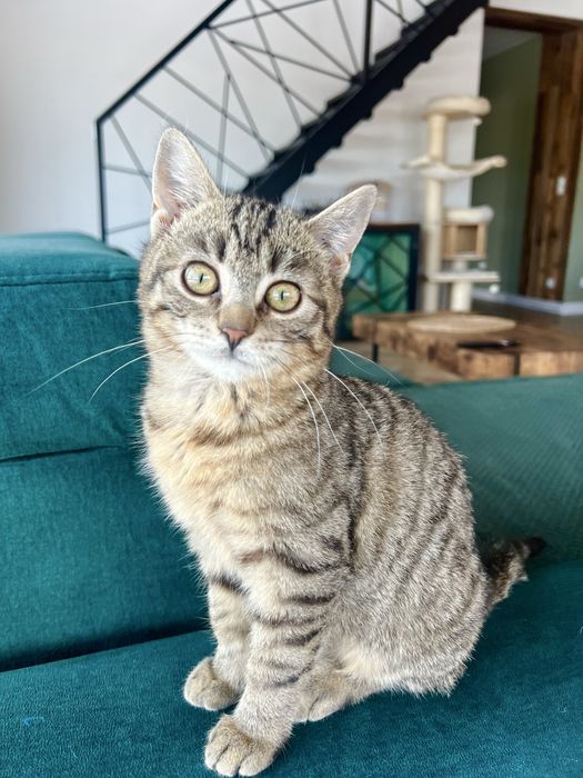 Borówka – młoda kotka,szuka  domu