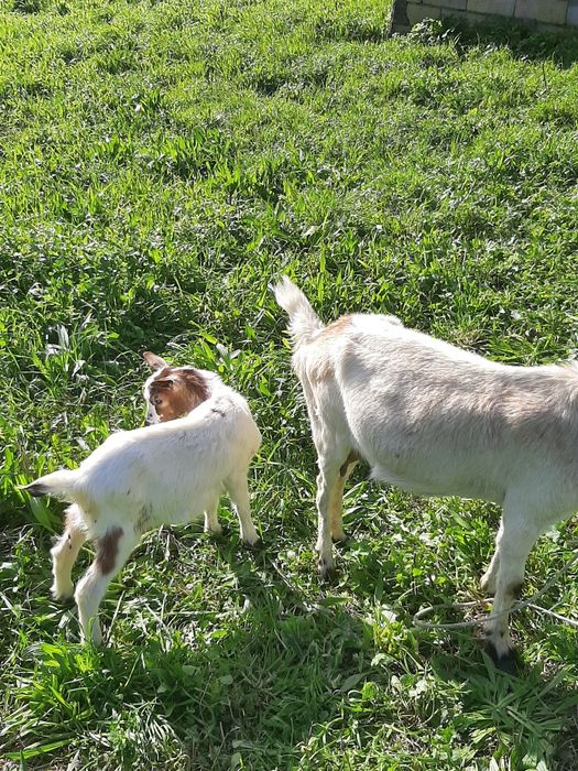 Vendo Cabrito de boa raça
