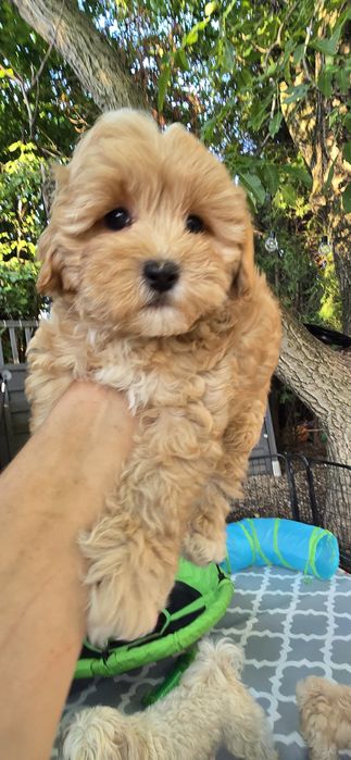 Maltipoo/ chłopczyk