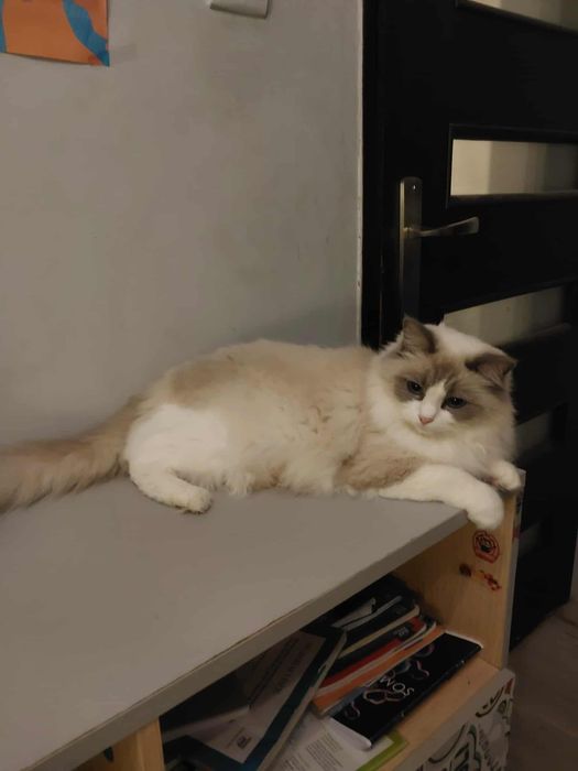 Ragdoll kociczka