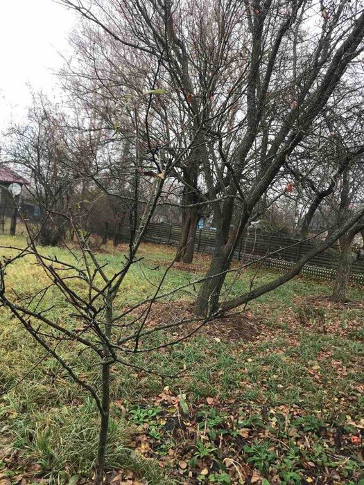 Продам дачу з великою ділянкою в селі Гірманка, Чернігівський район