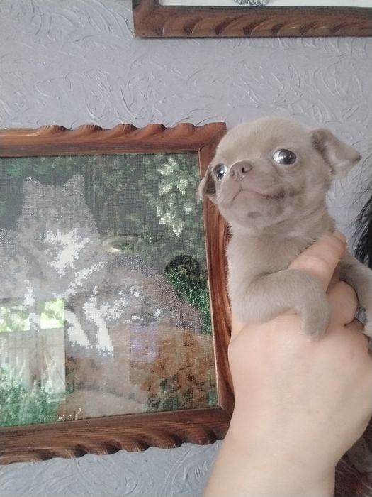Ліловий красень чіх