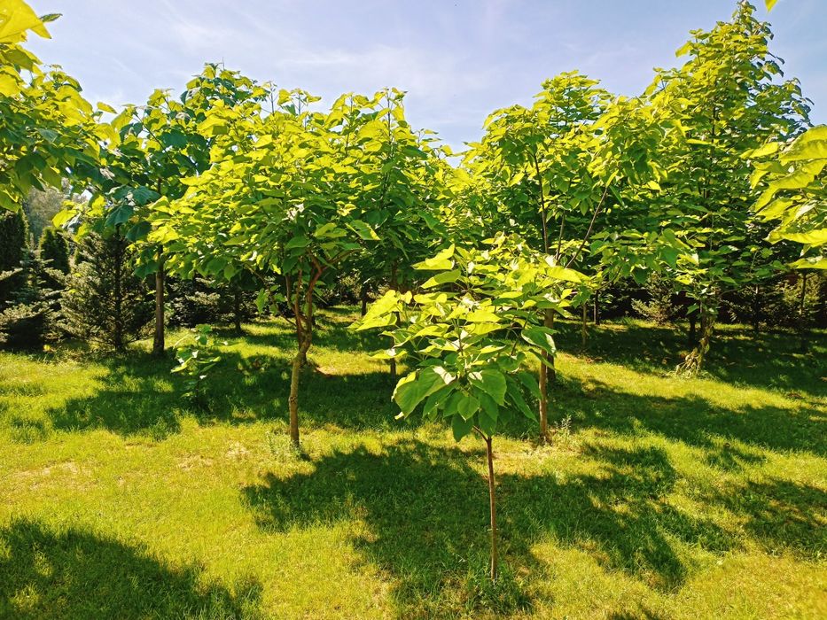 Surmia katalpa wielokwiatowa