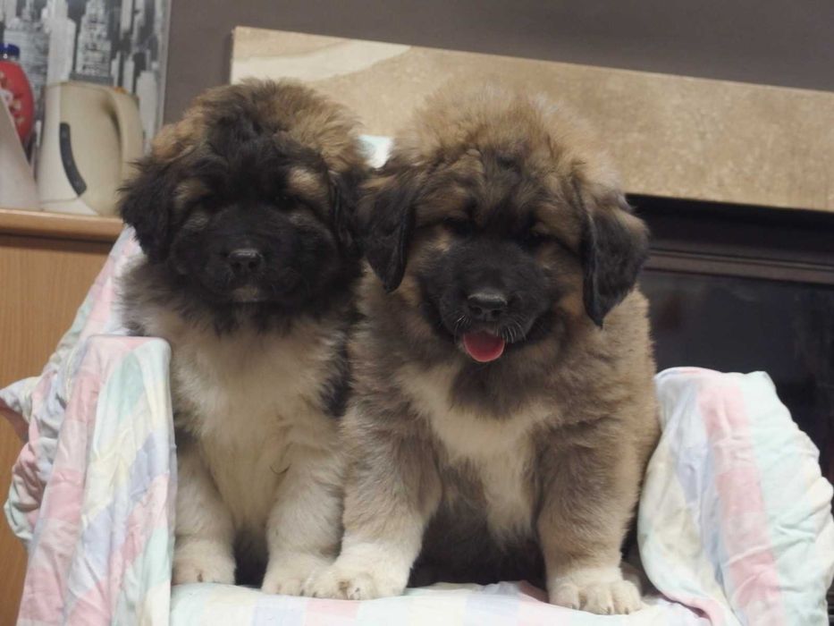 Owczarek Kaukaski suka