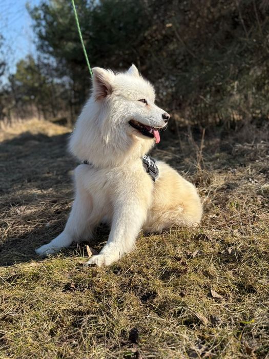 Samojed sunia z rodowodem wielopokoleniowym