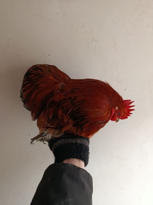 Кокинхинчики инкубационное яйцо