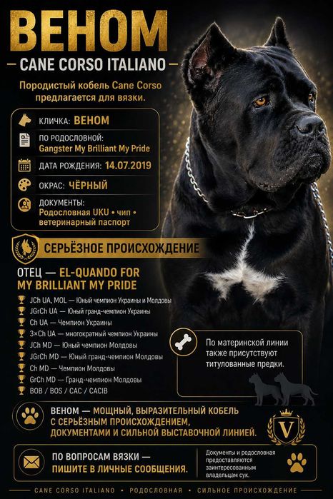 Кобель Cane Corso для вязки