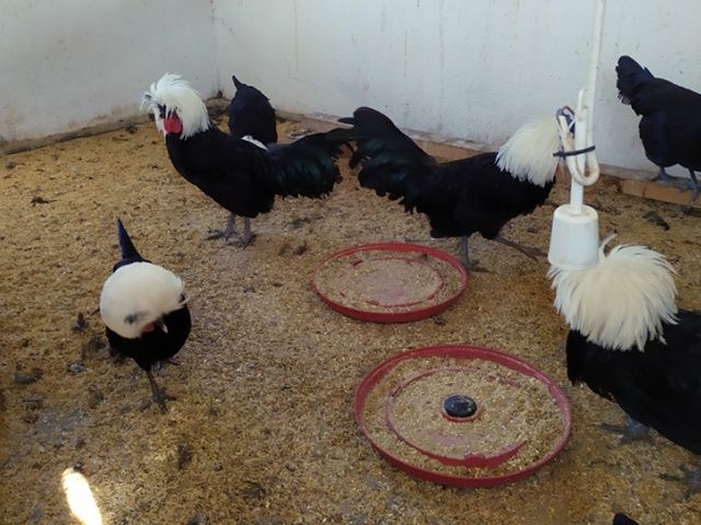 Інкубаційне яйце та курчата, Голландська білохохла: ДВІ лінії.(окремо)