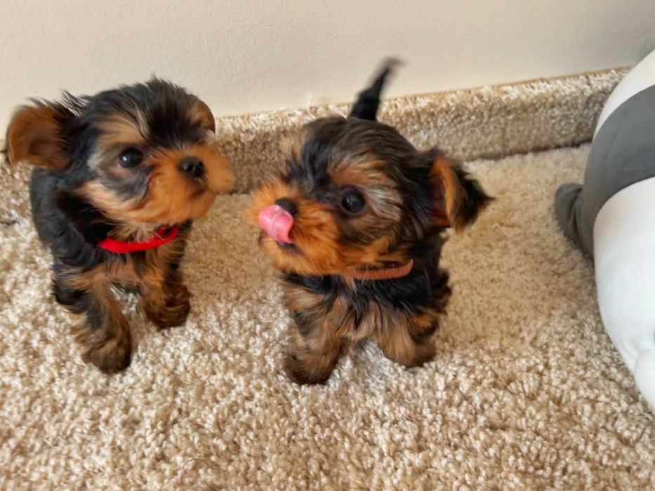 Найкращі йорки у нас! бейбі фейс і платина