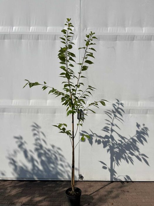 Wiśnia piłkowana Kanzan - Prunus serrulata, różne wielkości